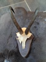 Gamsbock Trophäe