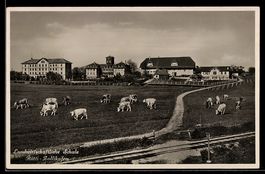 AK Zollikofen, Landwirtschaftliche Schule Rütti, mit weidend