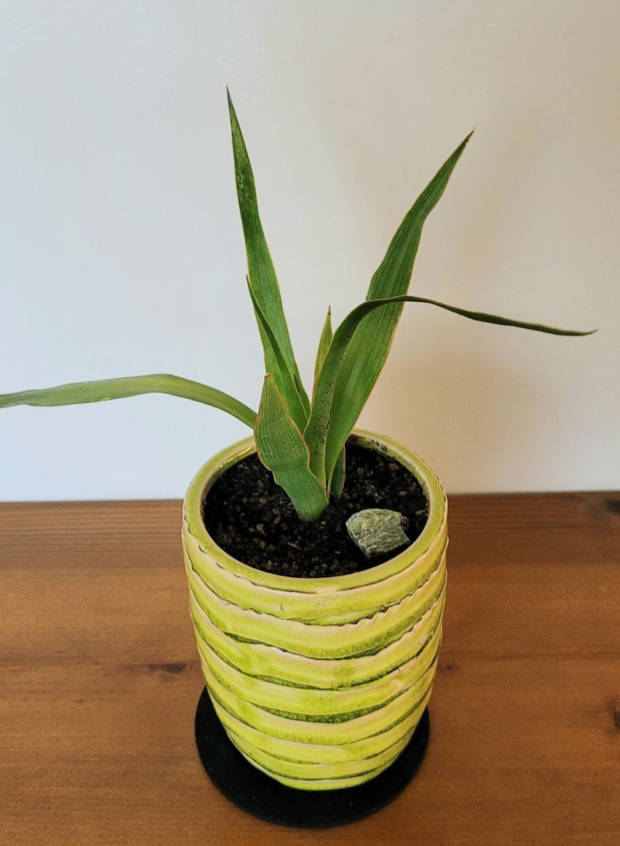 Piante & sementi: Drago, Drachenbaum, Dracaena, 27cm – Nuovo (secondo la descrizione) da Unterengstringen venduto da orpheo13 2