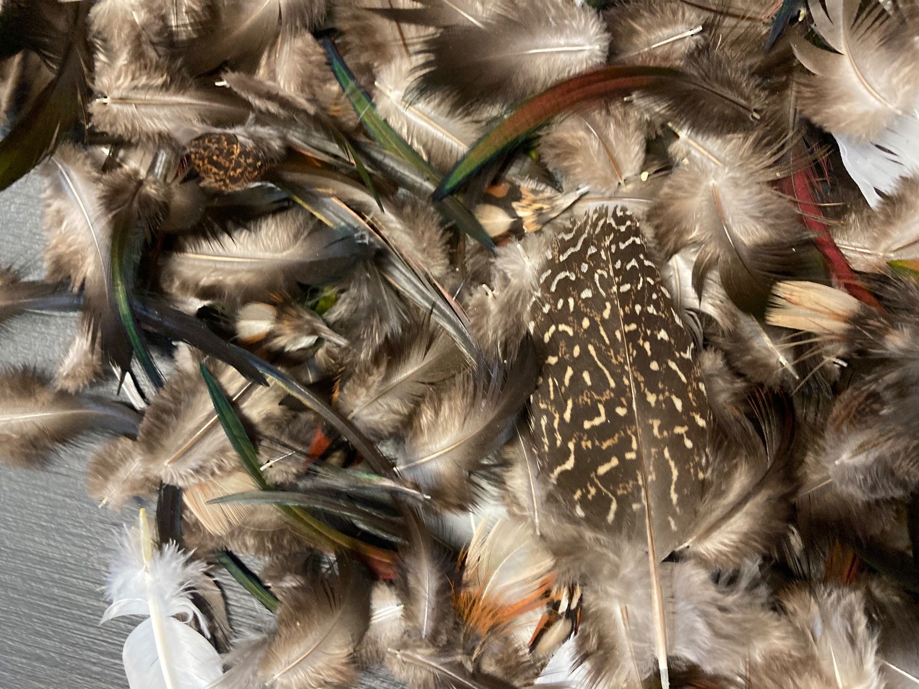 Il mondo degli animali: Federn-Mischung verschiedener Vogelarten – Usato da Grosswangen venduto da arum01 2