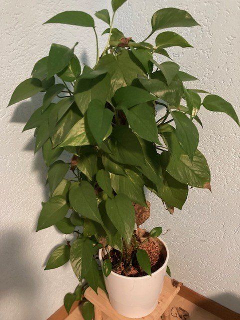 Plantes & graines: Kletterpflanze – D'occasion à Tentlingen par spider1