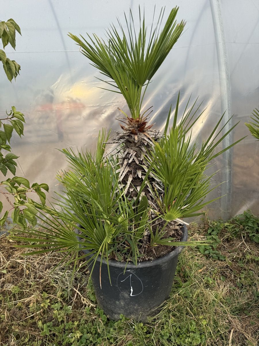 Piante & sementi: Palme Chamaerops Humilis - robuste Palme – Usato da Kleindöttingen venduto da rennhard67