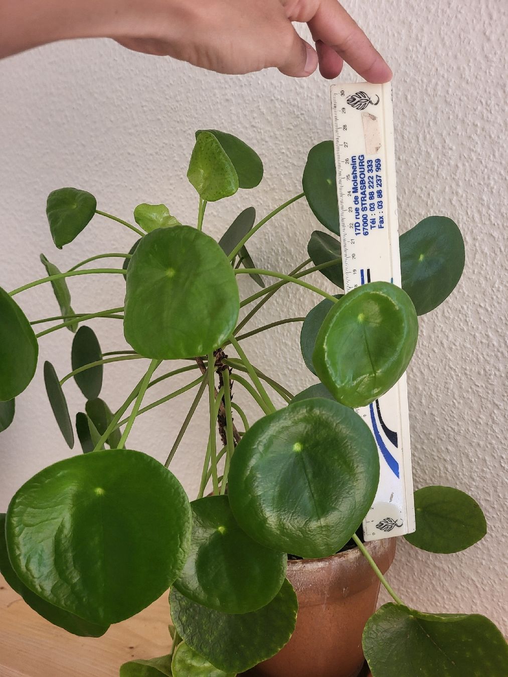 Piante & sementi: Hübsche Pilea ufopflanz – Nuovo (secondo la descrizione) da Zürich venduto da sahaara01 4