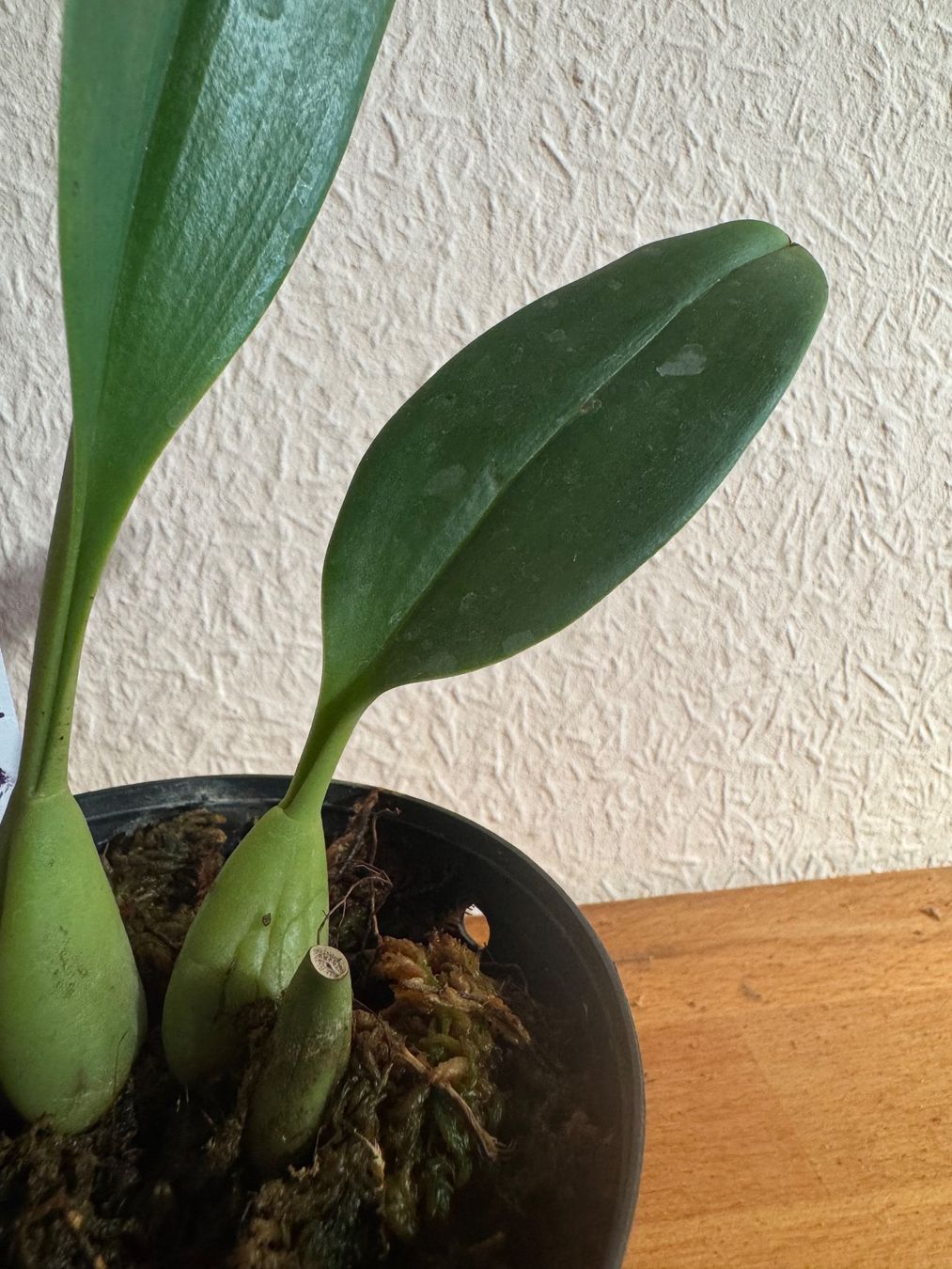 Piante & sementi: Bulbophyllum amplebracteatum subsp. carunculatum – Usato da Männedorf venduto da mrclst 2