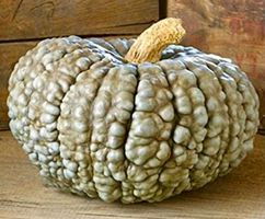 20 SAMEN KURBIS “MARINA DI CHIOGGIA”