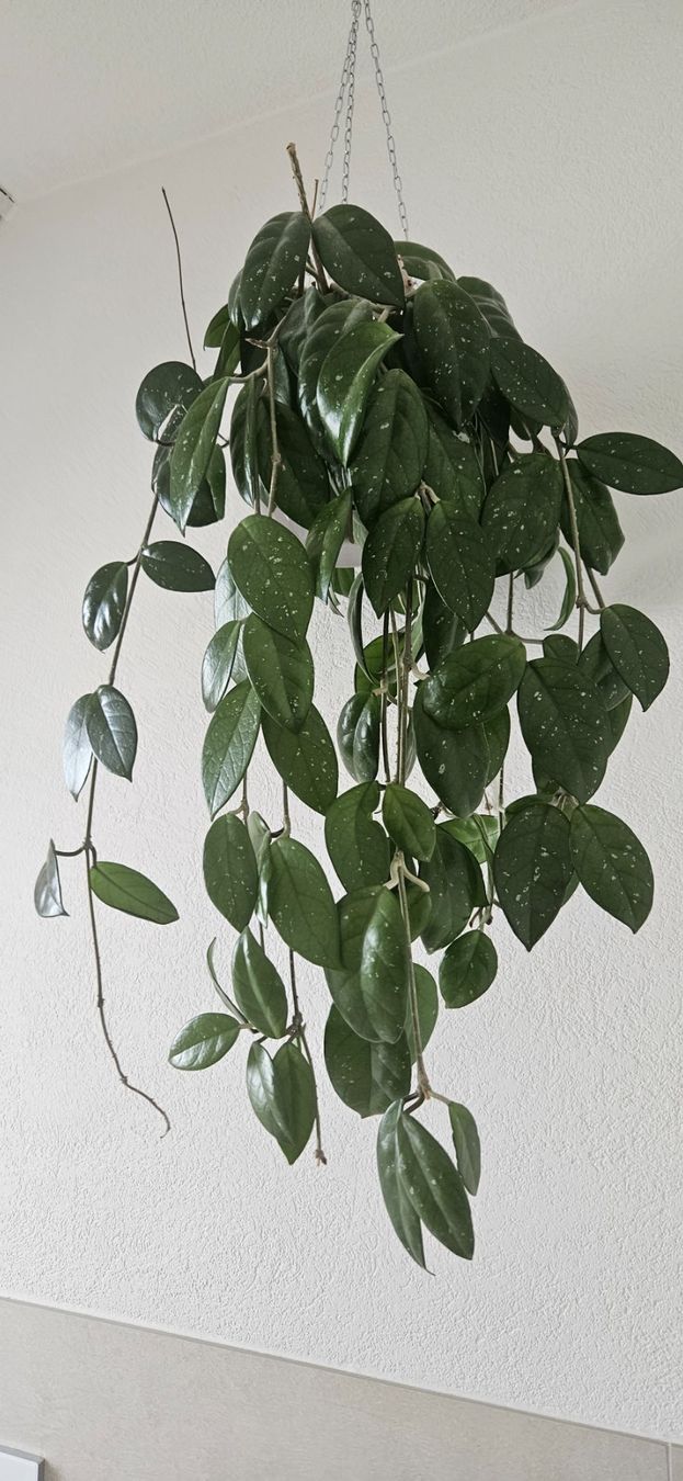 Pflanzen & Samen: Hoya Pflanze – Gebraucht aus Volketswil von lullu64 1