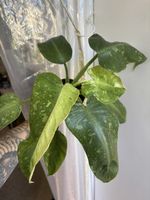 Philodendron José Buono (1-8)