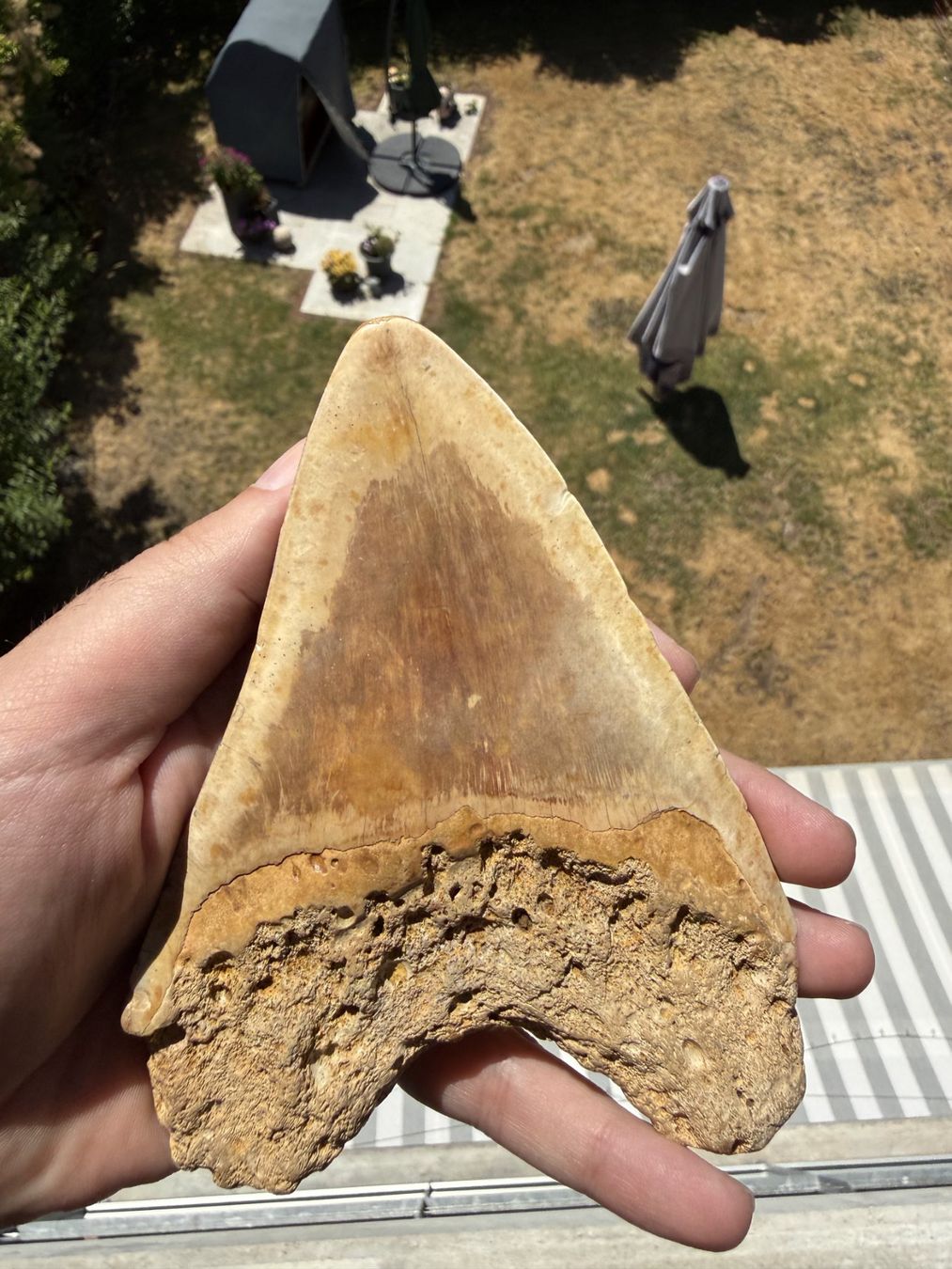 Fossilien: Monster Megalodon Zahn Indonesien – Gebraucht aus schüpfen von rica122 2