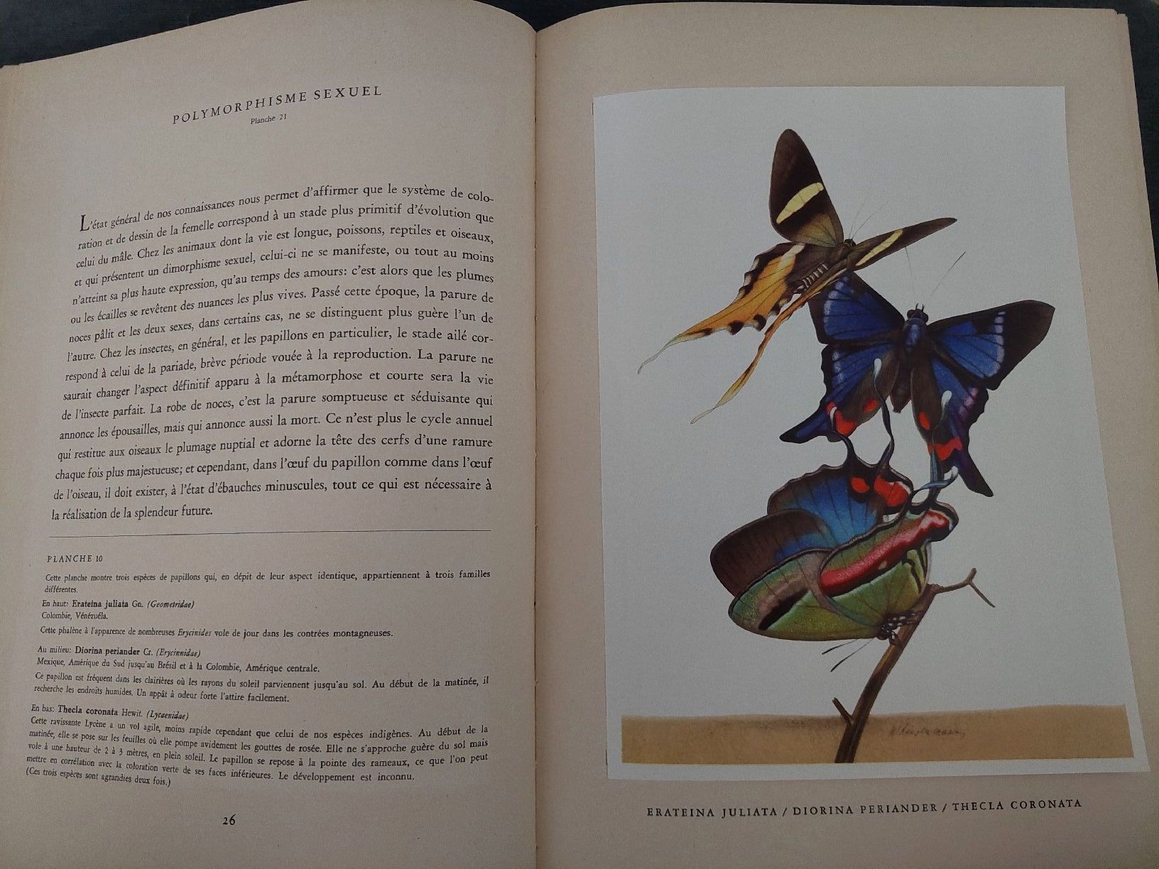 Bücher: Papillons tropicaux – Gebraucht aus Yverdon-les-Bains von pri_x6j6 3