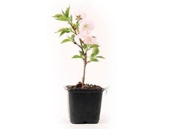Piante & sementi: Cerisier à fleurs nain 'Kojo No Mai' – Nuovo (secondo la descrizione) da Bremblens venduto da FIBONACCI369 5