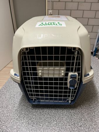 Hunde Transport Box