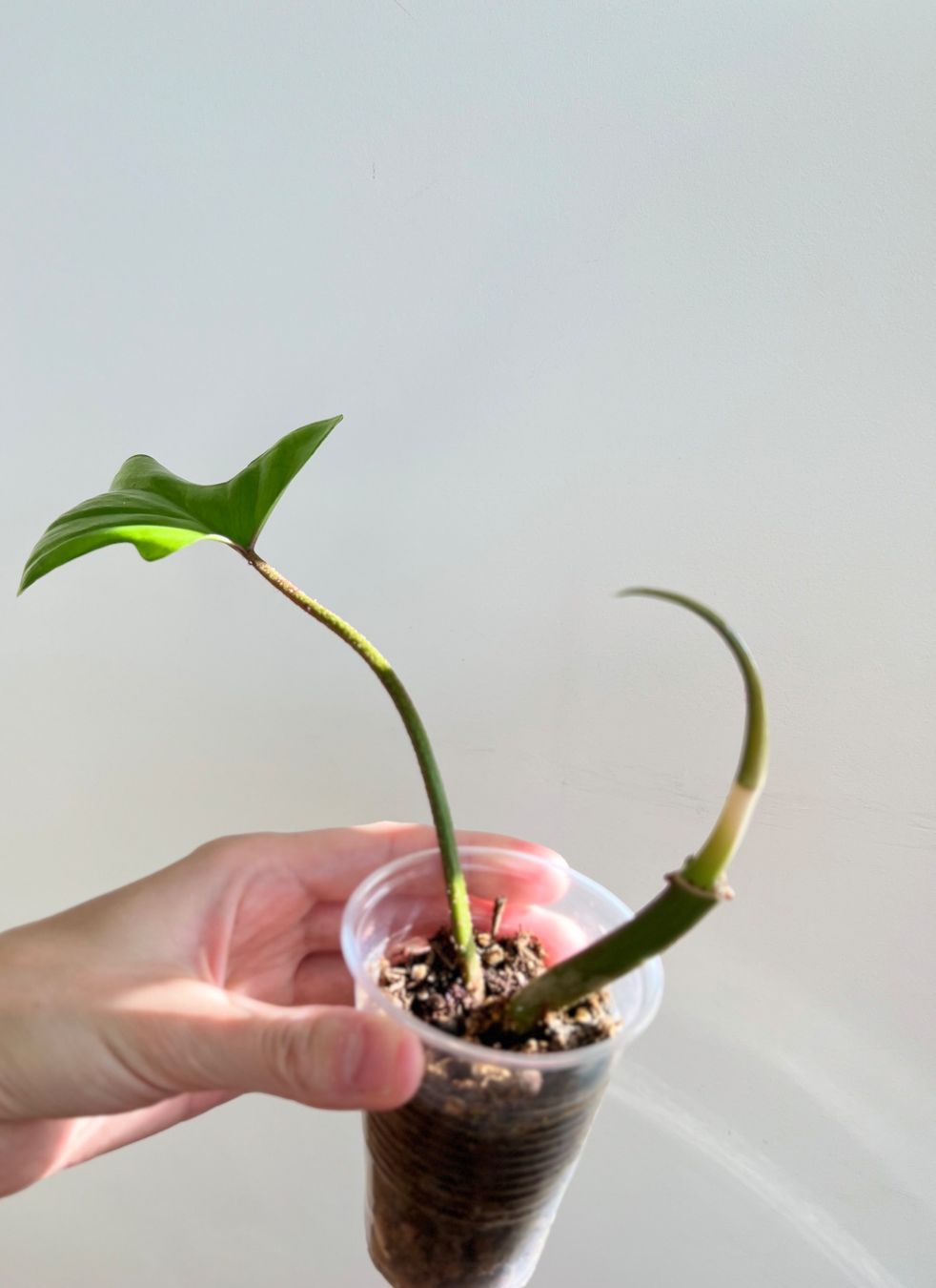 Piante & sementi: Philodendron Florida Ghost💚 – Usato da Glattpark(Opfikon) venduto da ste_n99y 4