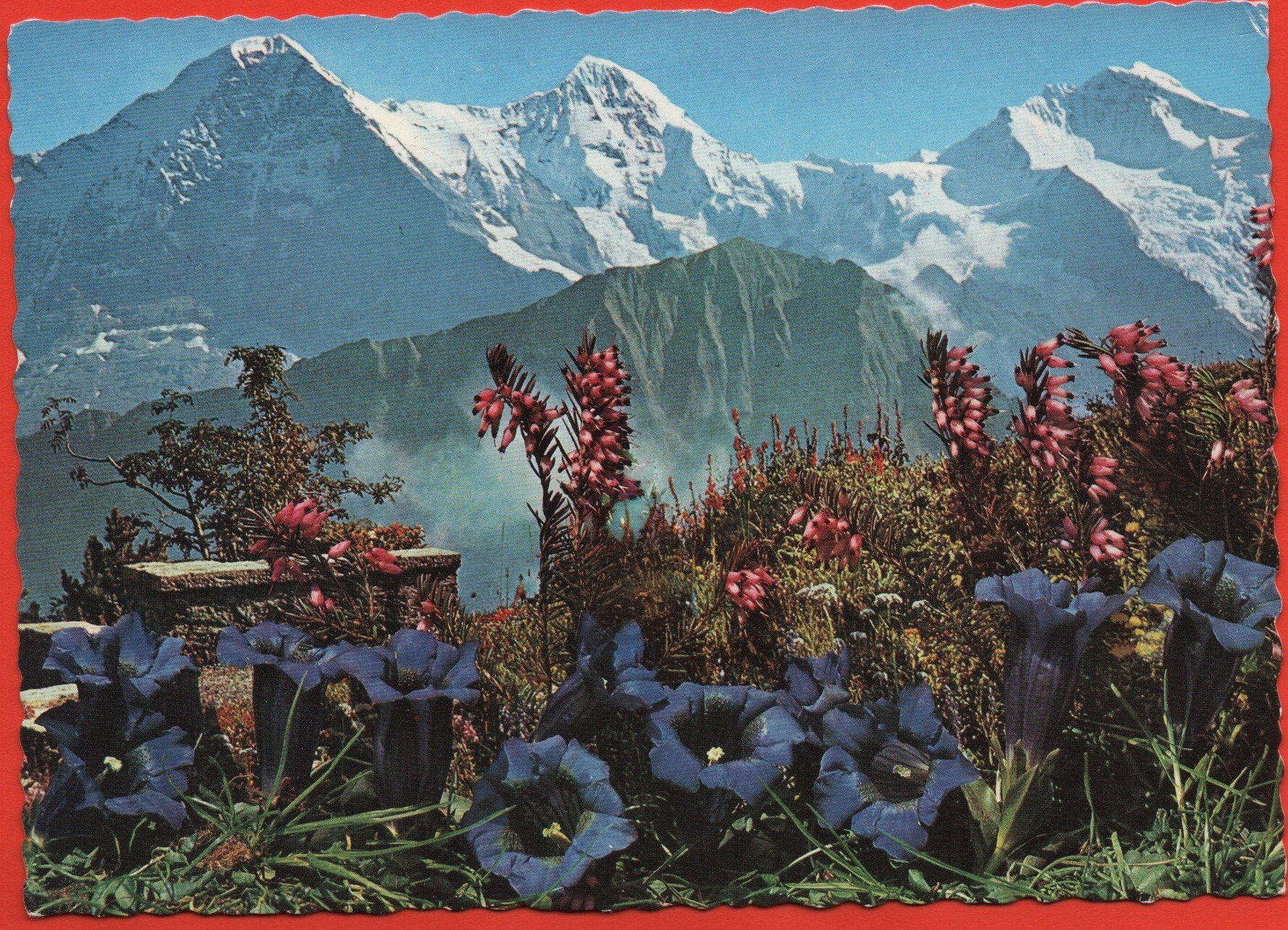 Ansichtskarten: 4 Ansichtskarten SCHYNIGE PLATTE Hotel, Bahn, Alpenblumen – Neu (gemäss Beschreibung) aus Jona von philajona 2
