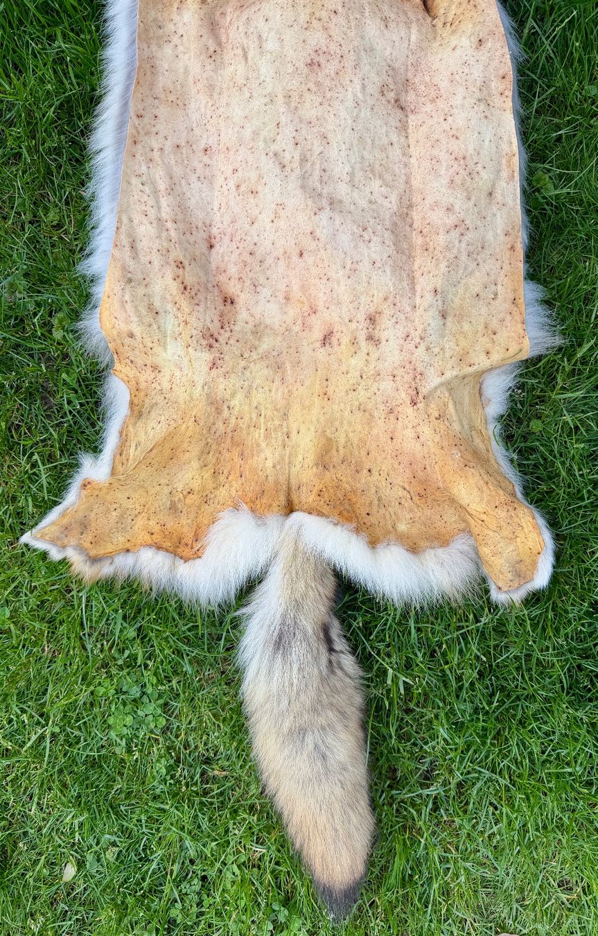 Il mondo degli animali: Echtes Wolfsfell Mongolei - 2007 Legal importiert – Nuovo (secondo la descrizione) da Thun venduto da Abalona3600 4