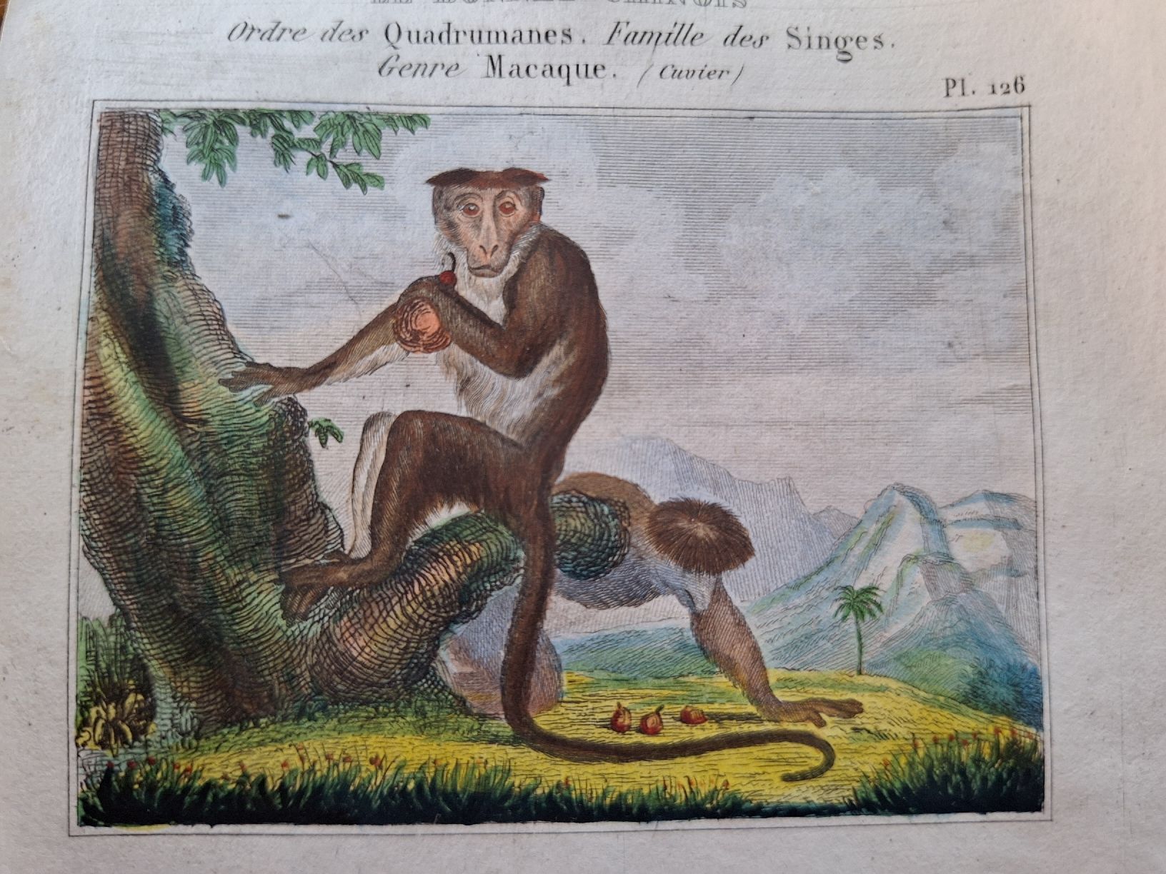 Incisioni: SINGES  2 gravures – Usato da Bevaix venduto da bohrap 3