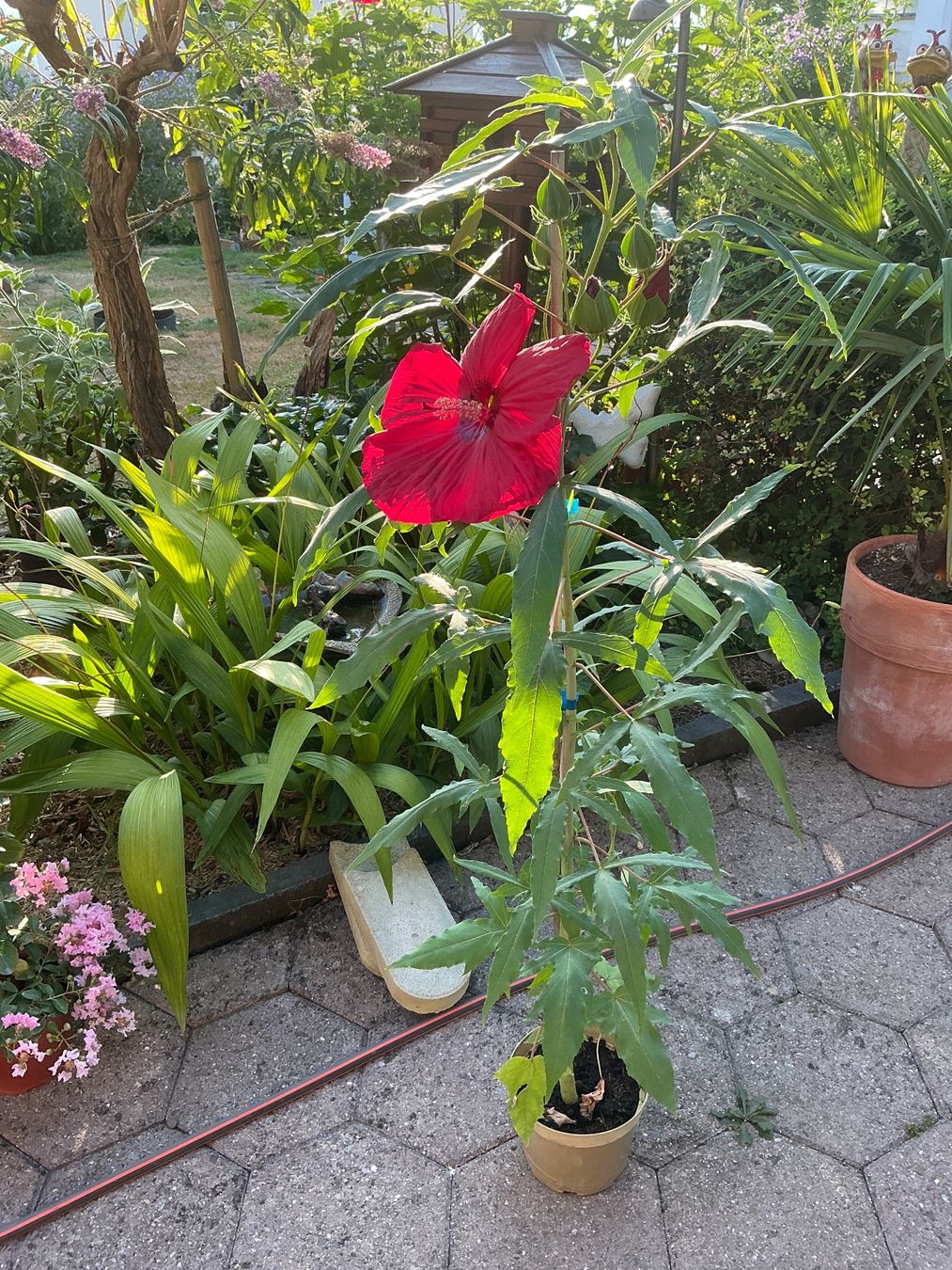 Piante & sementi: Hibiskus moscheutos winterhart – Usato da seon venduto da Agnom 3