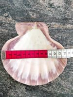 Coquillage Peigne Noble Pourpre Violet 13 cm St Jacques de C