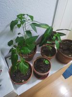 Diverse Zimmer Pflanzen