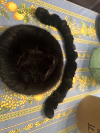 Ensemble vintage en véritable fourrure — toque + écharpe ass