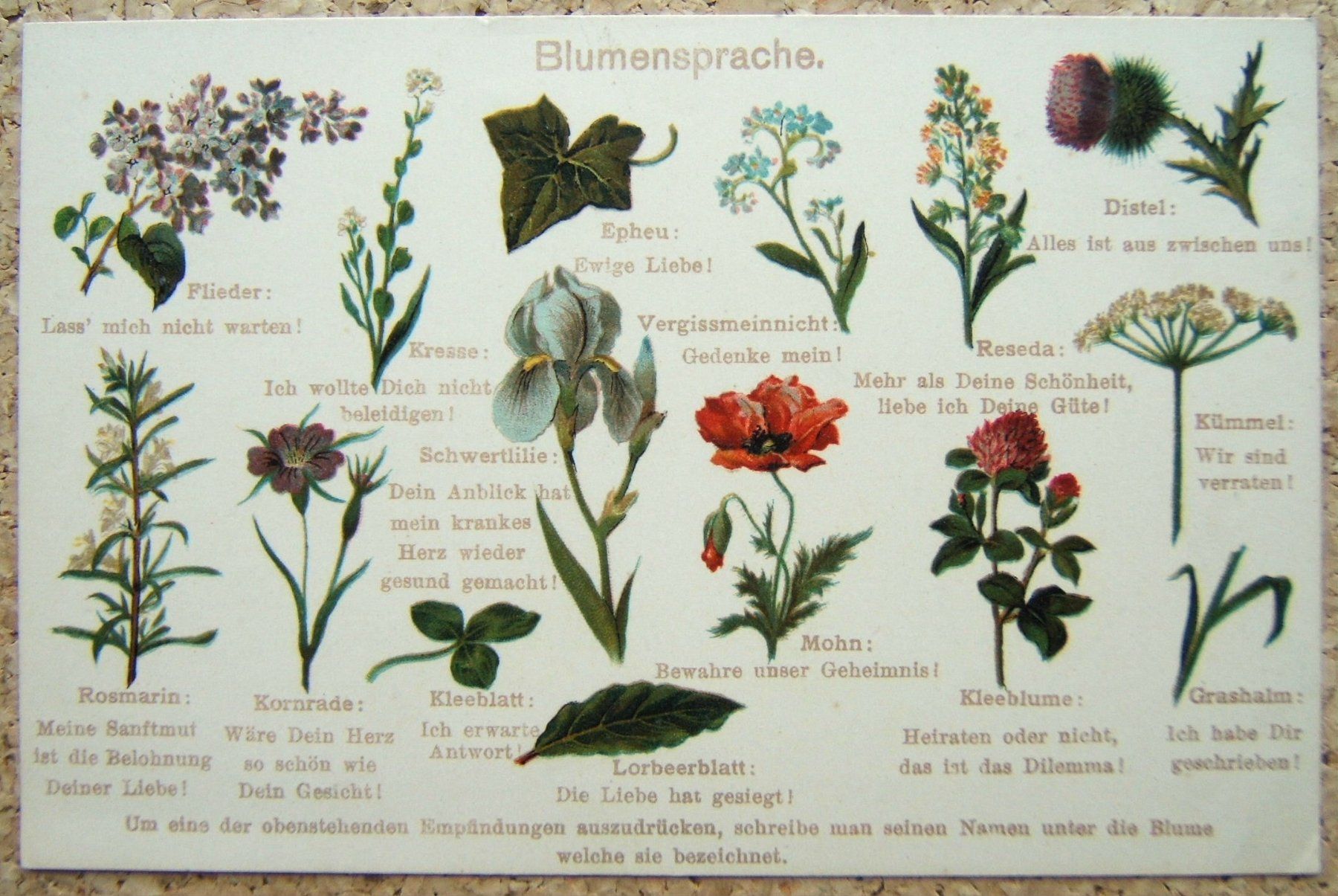 Cartoline postali: ALTE AK BLUMENSPRACHE – Nuovo (secondo la descrizione) da Brunnen venduto da Nonne04