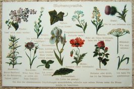 ALTE AK BLUMENSPRACHE