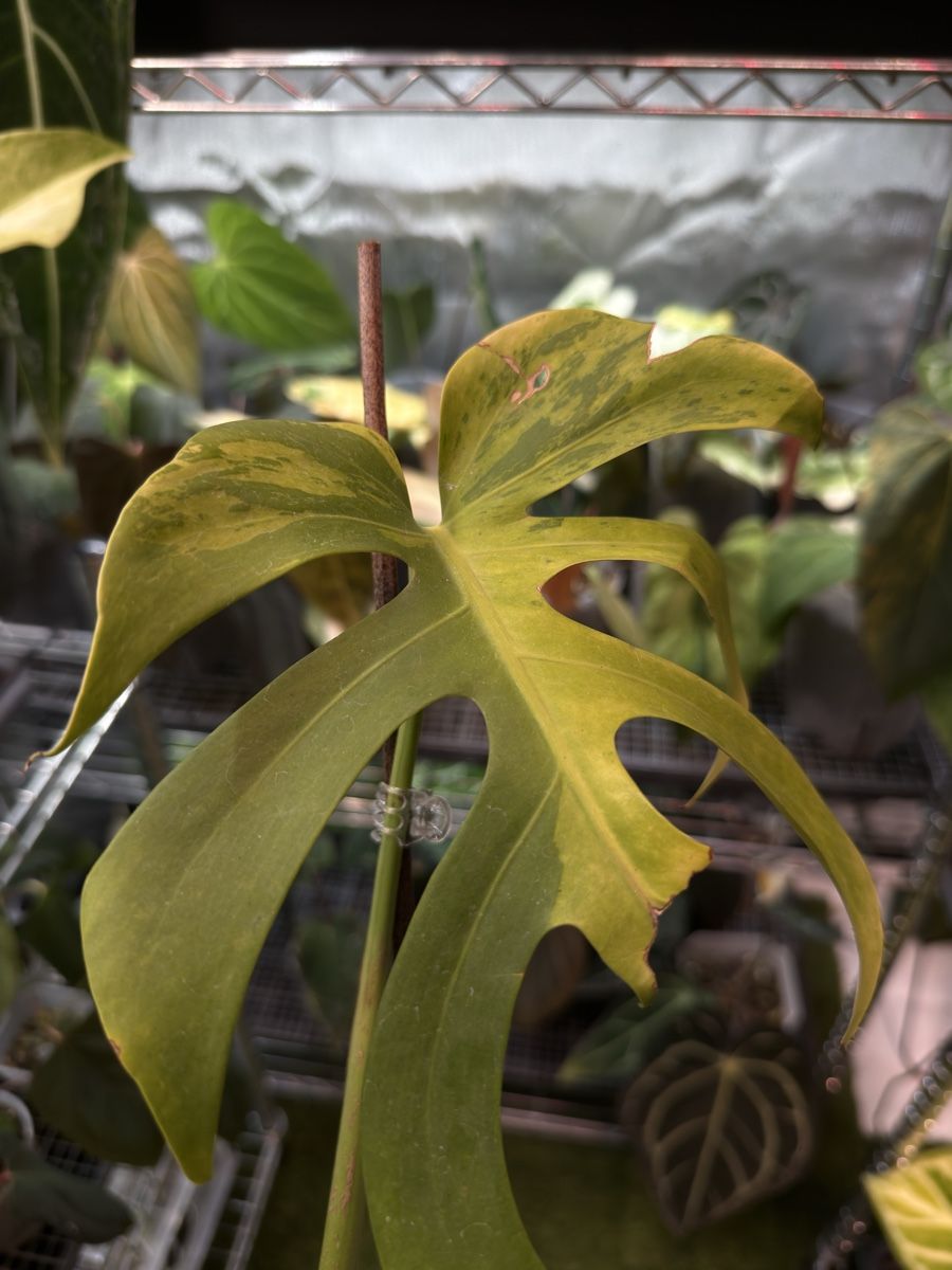 Piante & sementi: Monstera Light Lime – Usato da Morlon venduto da lucius.greenery 1