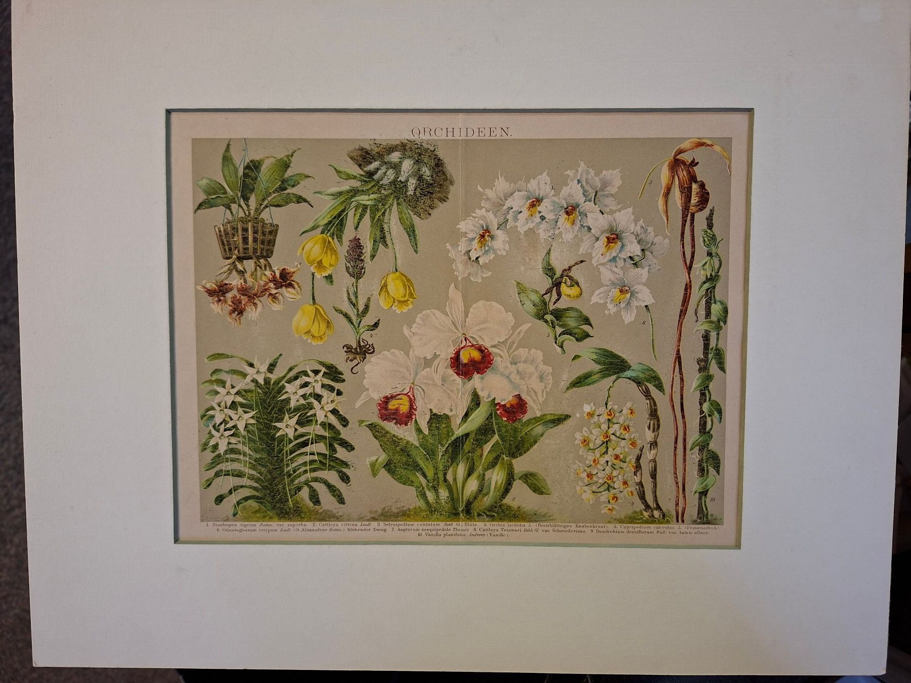 Poster & Bilder: Orchideen Kunstdruck – Gebraucht aus Dietikon von Buchantiqdietikon