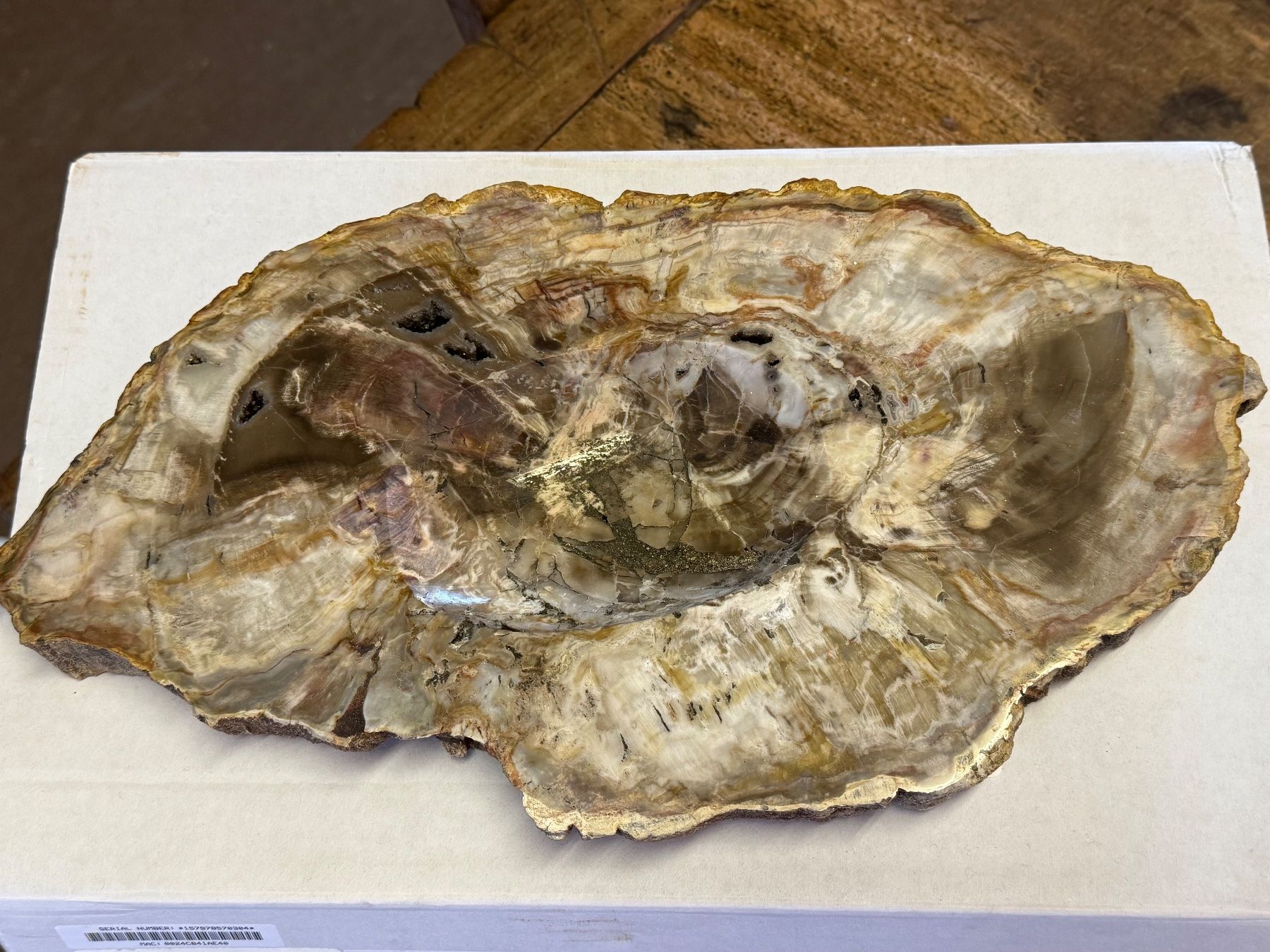 Fossili: Antiker ARAUKARIT versteinerte Holzscheibe – Usato da Bern venduto da Jwpm66