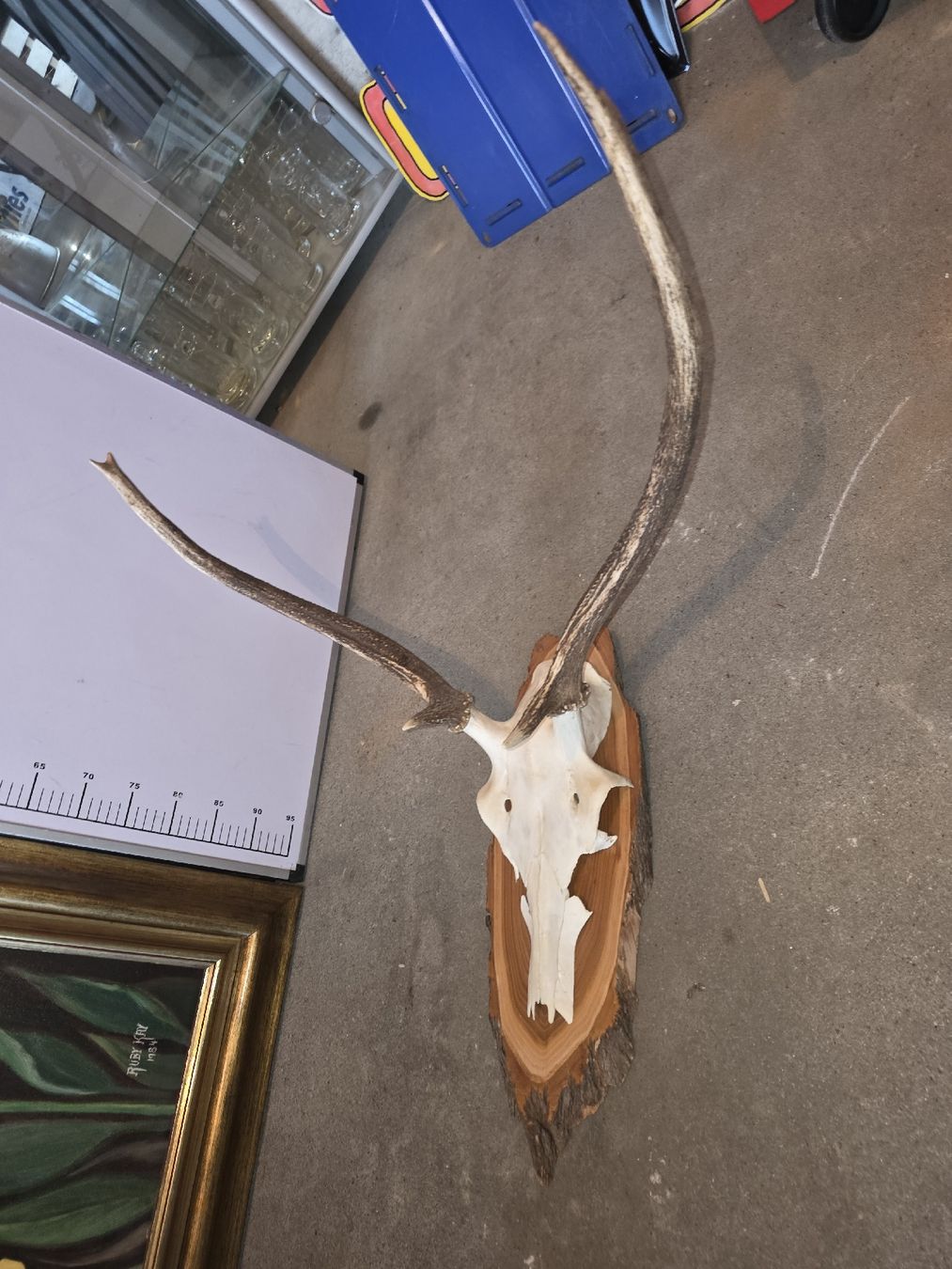 Altre raccolte & rarità: Hirschgeweih Spriesser – Usato da Hasle LU venduto da Auctions_Hunters 1