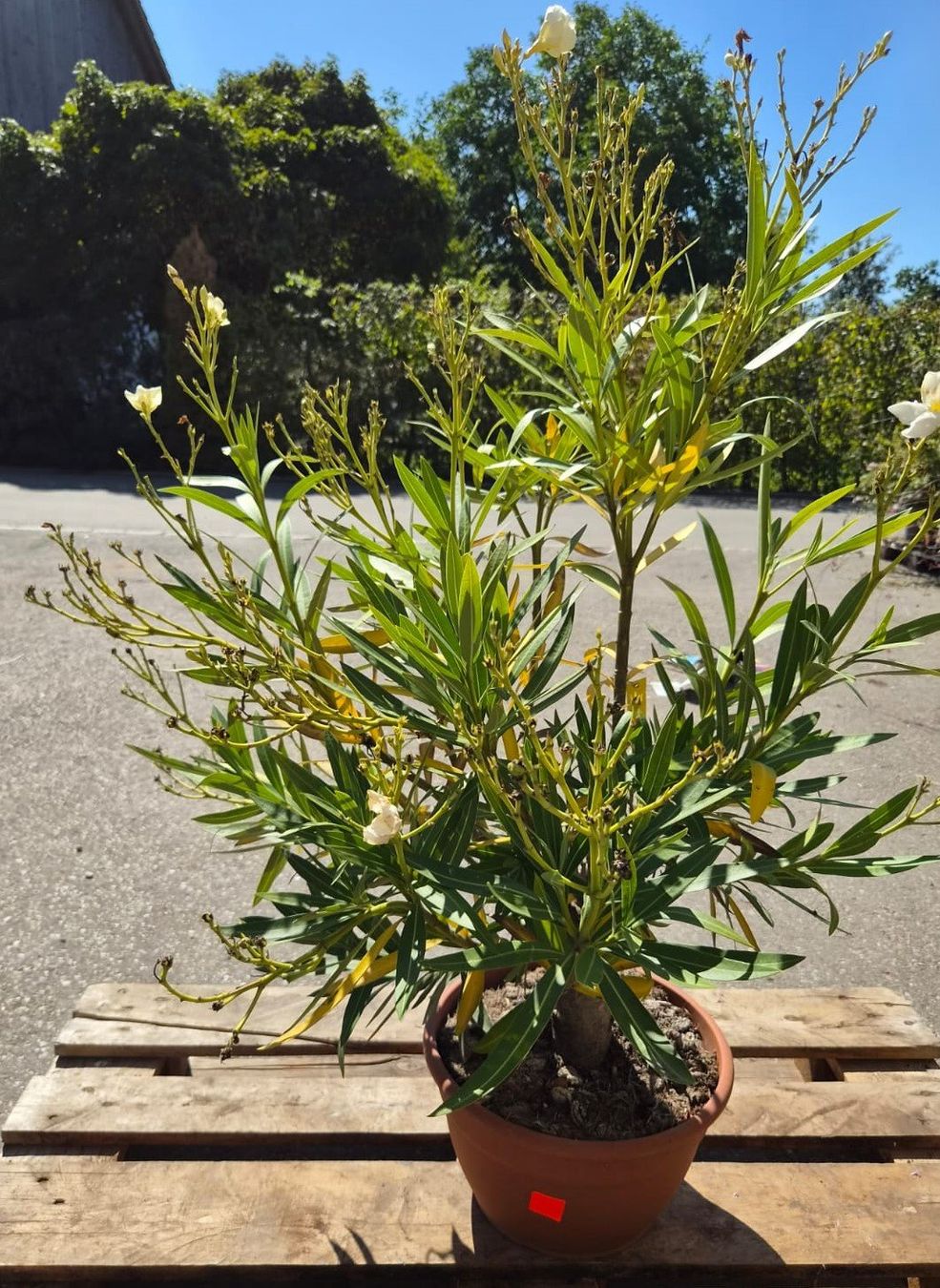 Piante & sementi: Nerium Oleander – weiss, einfach blühend – Usato da Forch venduto da WeberC