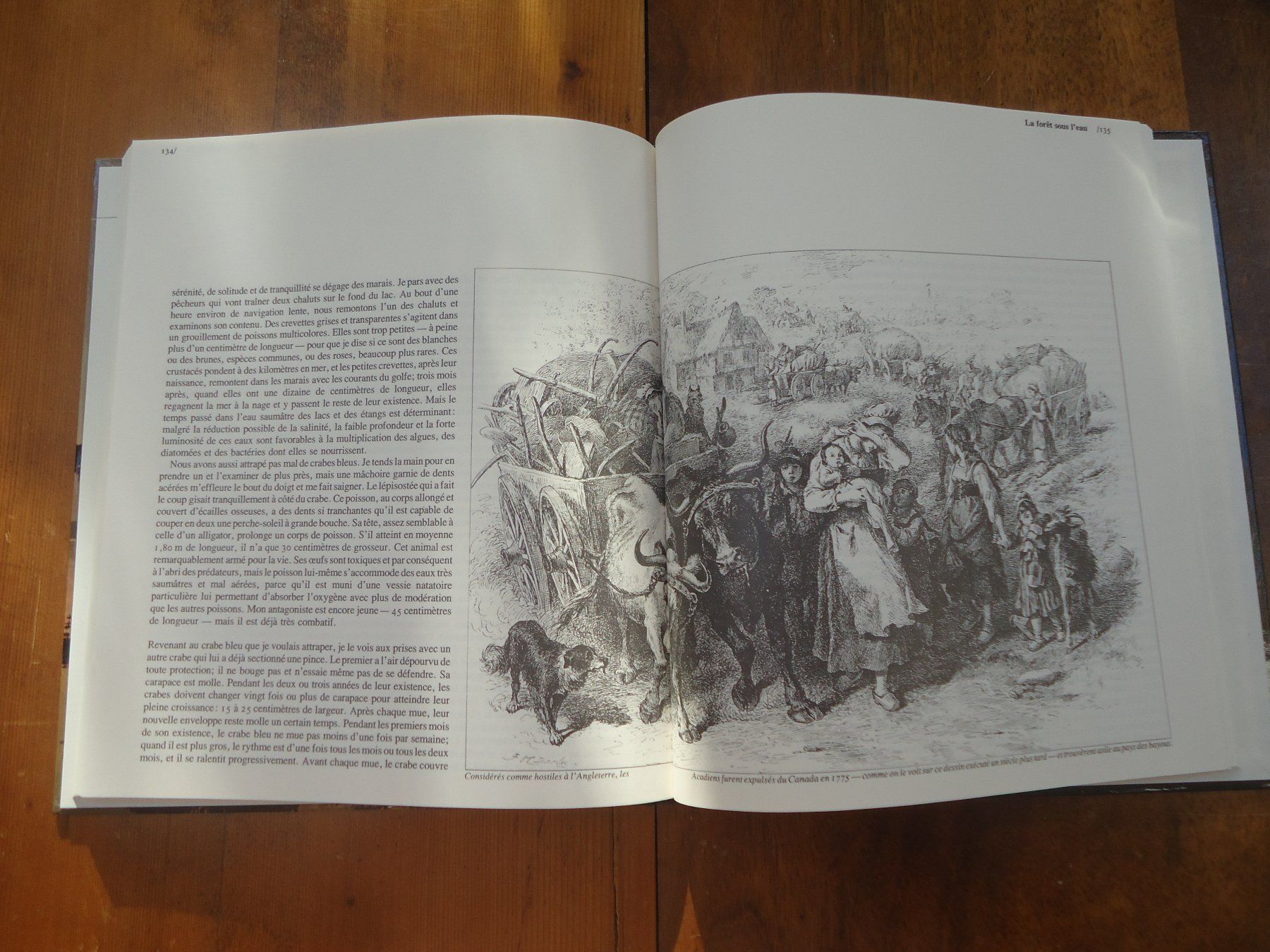 Libri: Les bayous de Louisiane – Usato da Vessy venduto da bm.par 3