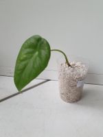 Alocasia Longiloba x Sinuata