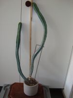Kaktus