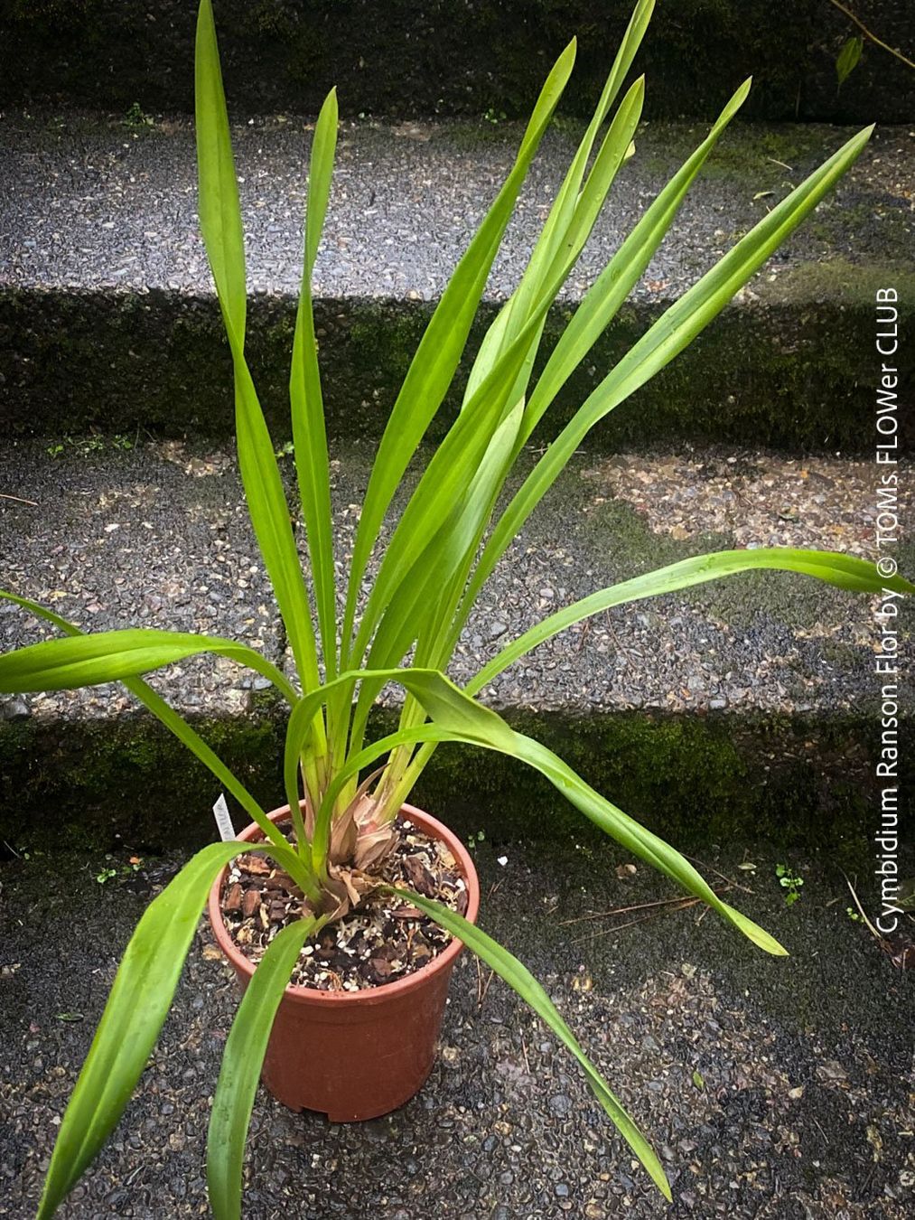 Piante & sementi: Cymbidium Ranson Flor mit zauberhaften Blüten – Nuovo e nell'imballaggio originale da Adliswil venduto da MarkyForest 5