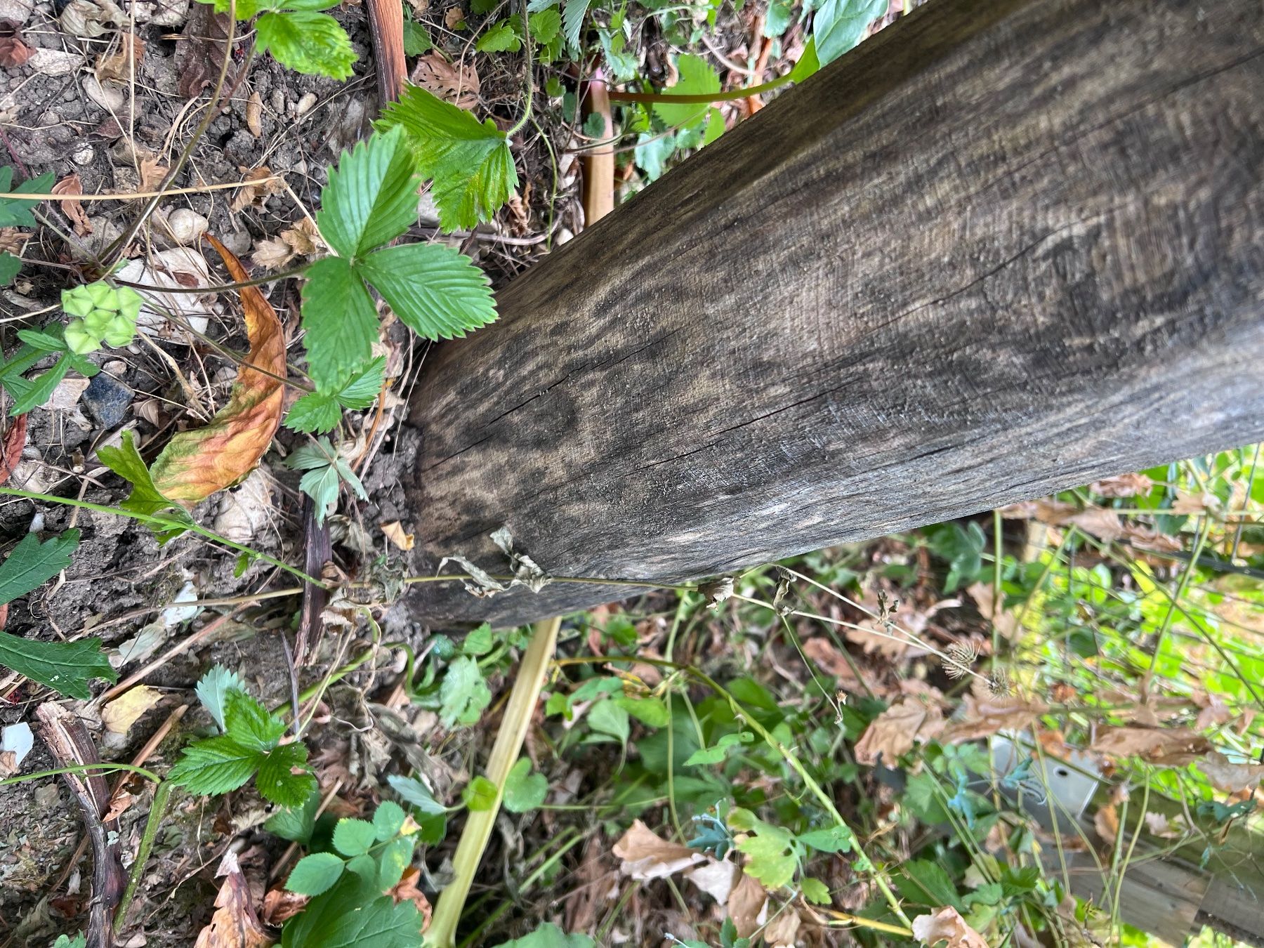 Autre balançoires de jardin: Schaukel aus Robinienholz – D'occasion à Münchenstein par haslerch 6