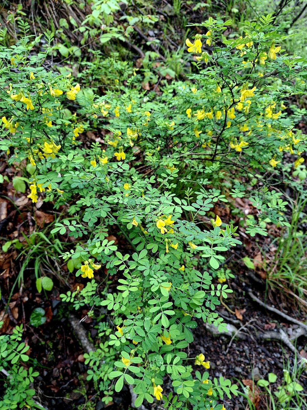 Pflanzen & Samen: Cornetta dondolina 20-30 cm HIPPOCREPIS EMERUS gelb bluhend – Neu und originalverpackt aus Rovio von POSITIFFARTandPLANTS 6