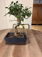 Ficus retusa Bonsai mit Keramikschale und Untersetzer