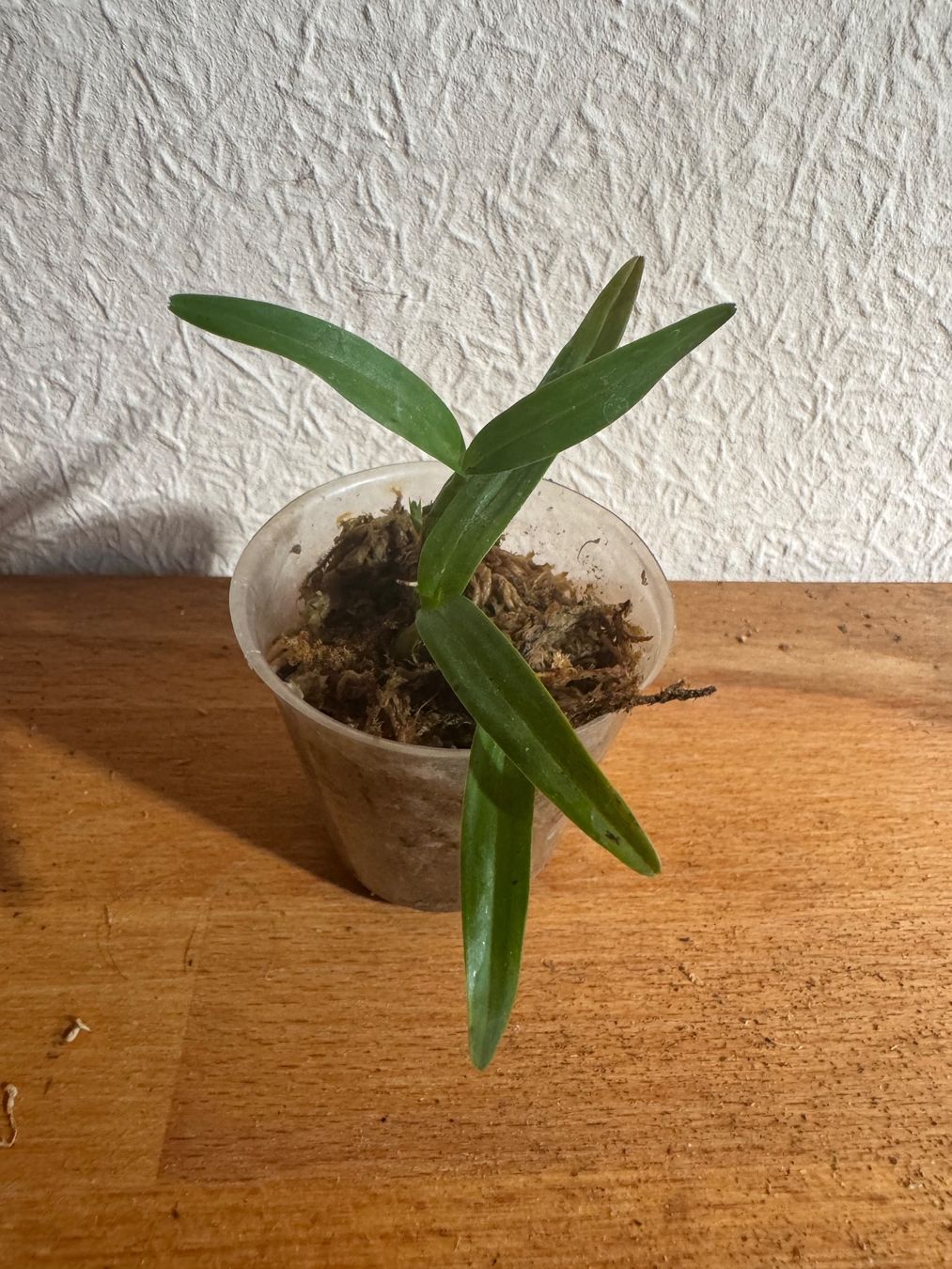 Piante & sementi: Dinema polybulbon – Usato da Männedorf venduto da mrclst 2