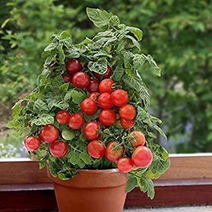 Piante & sementi: 50 Samen Balkontomate BAJAJA – Nuovo (secondo la descrizione) da Ehrendingen venduto da VerveinaSamen 2