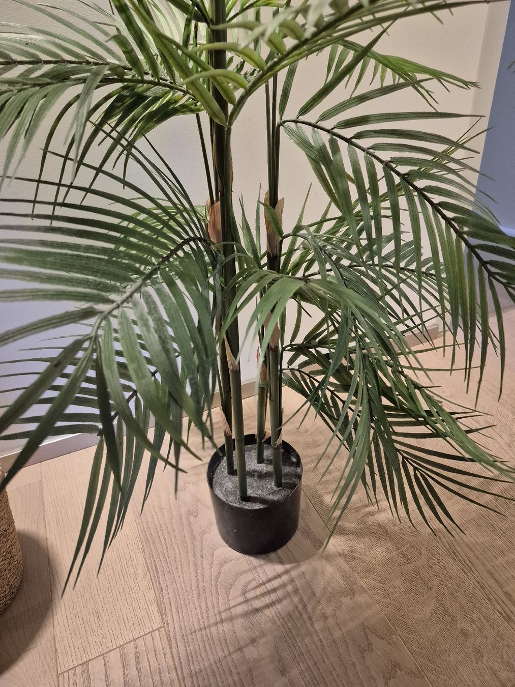 Piante & sementi: Künstliche Areca Palme – Usato da Sempach venduto da bue_d27g 5
