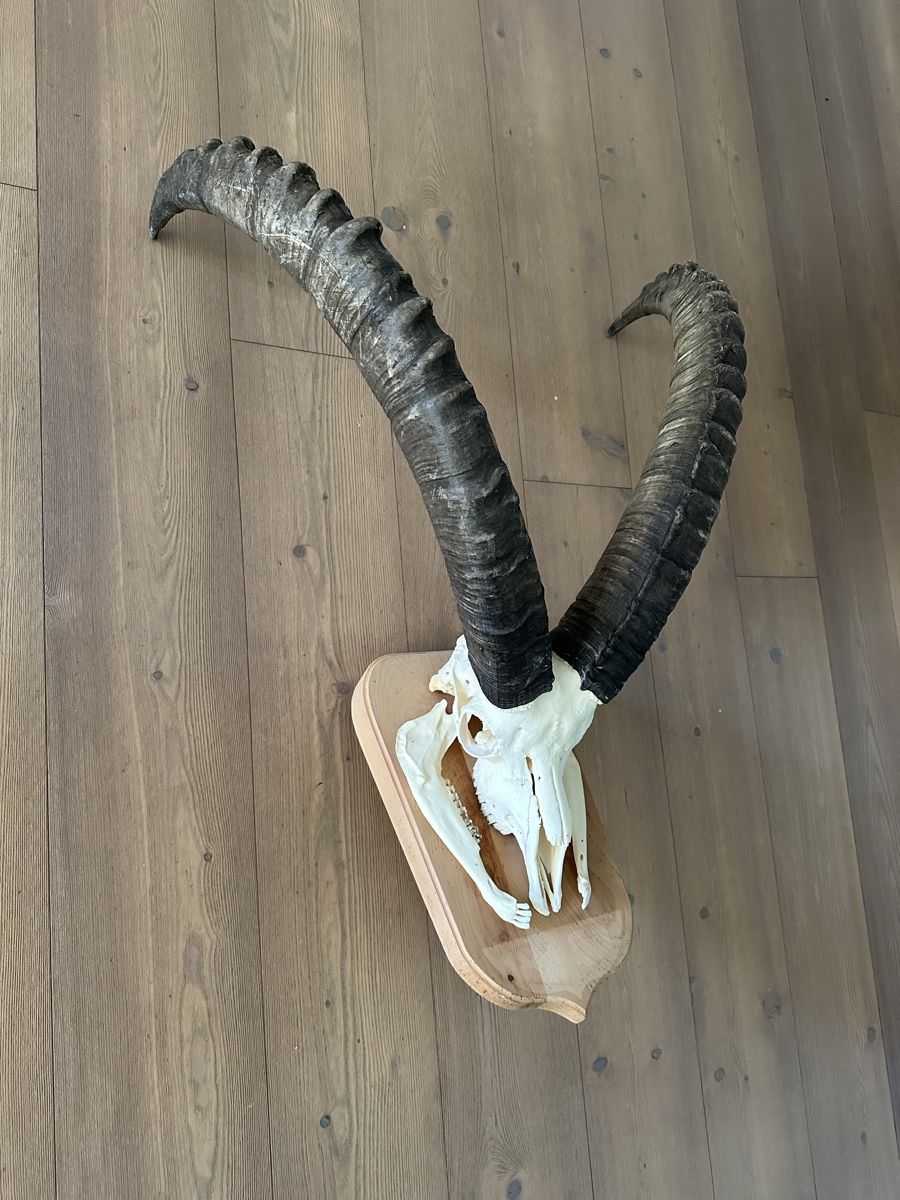 Altre raccolte & rarità: Kapitaler Steinbock  – Usato da Trimmis venduto da Murin62