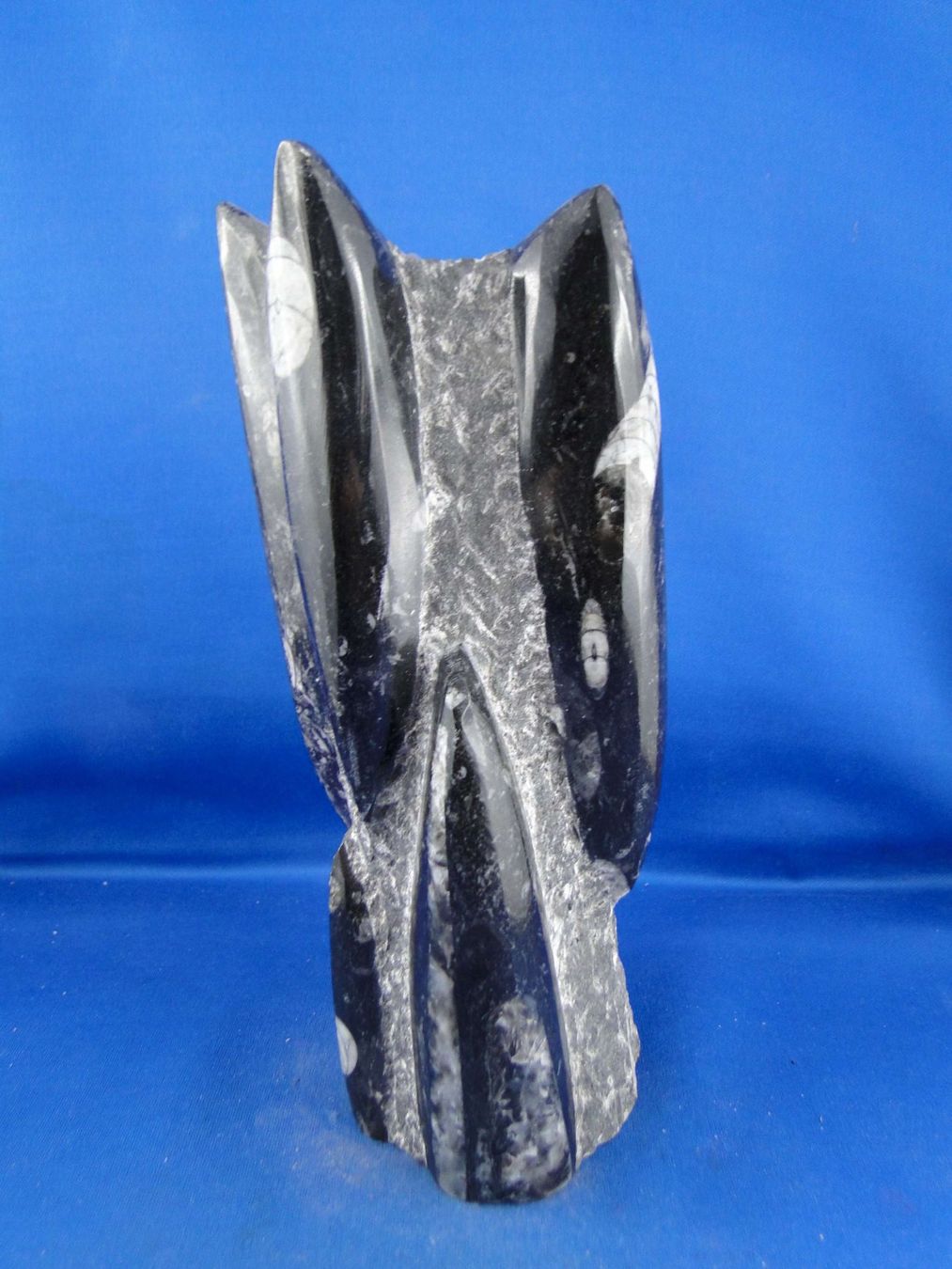 Fossili: Orthoceras Skulptur – Usato da Schinznach Bad venduto da Demerald 4