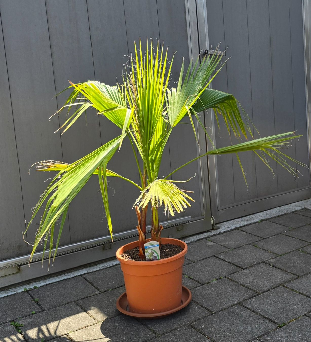 Piante & sementi: Tolle Washington Palme – Usato da Aarburg venduto da popkorn65 1