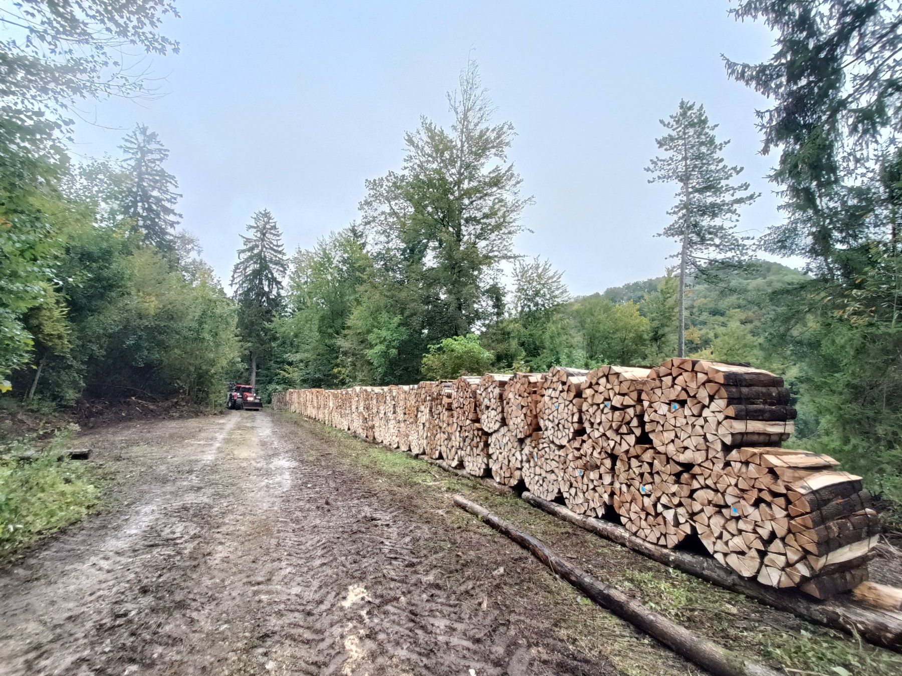 Articoli in legno: Buchen Brennholz 33cm 1Stér – Nuovo (secondo la descrizione) da Gipf-Oberfrick venduto da HindenG-O 3