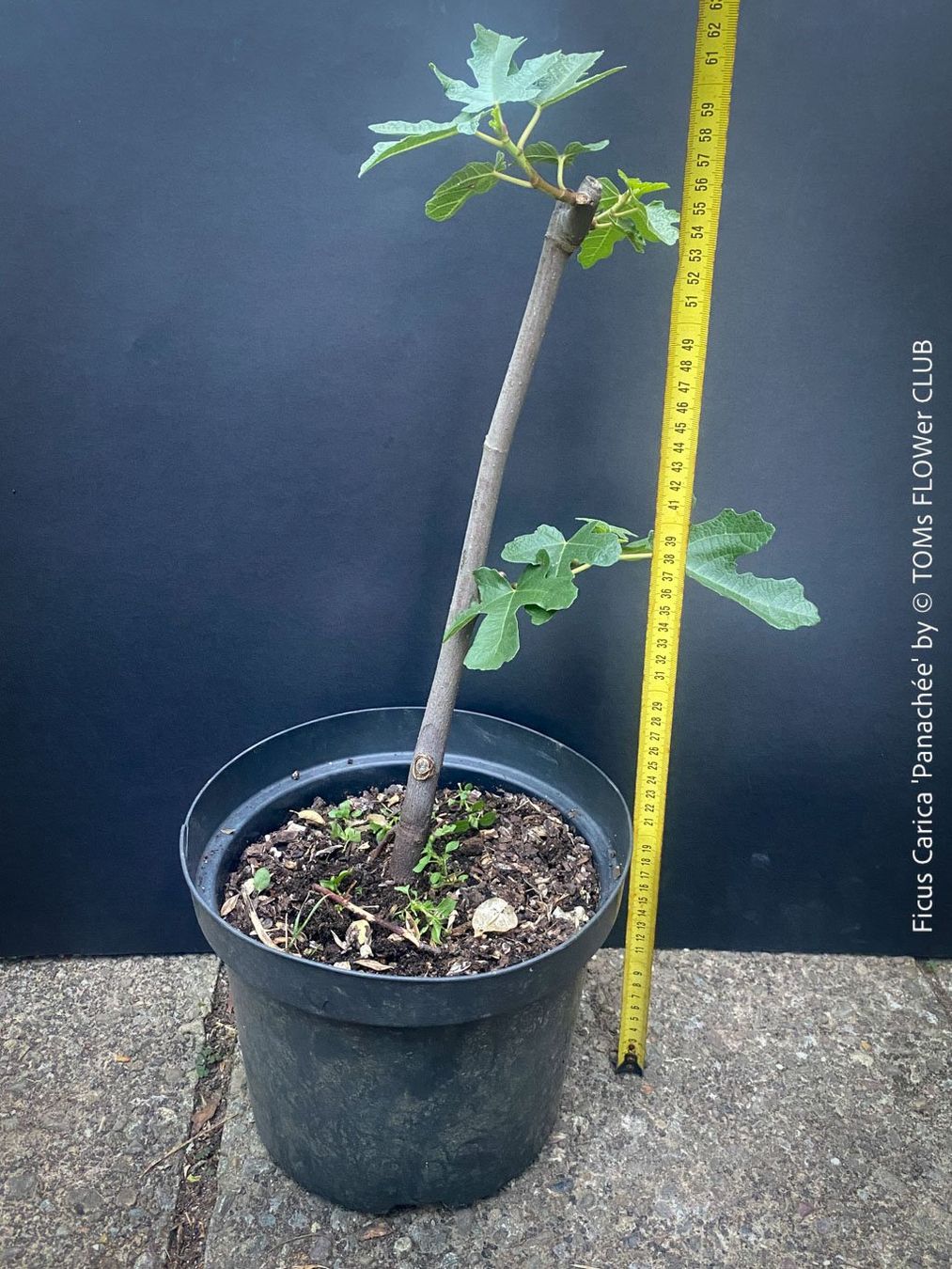 Plantes & graines: FICUS CARICA PANACHÉE - einzigartig gestreifte Feige – Neuf avec emballage d'origine à Adliswil par MarkyForest 4