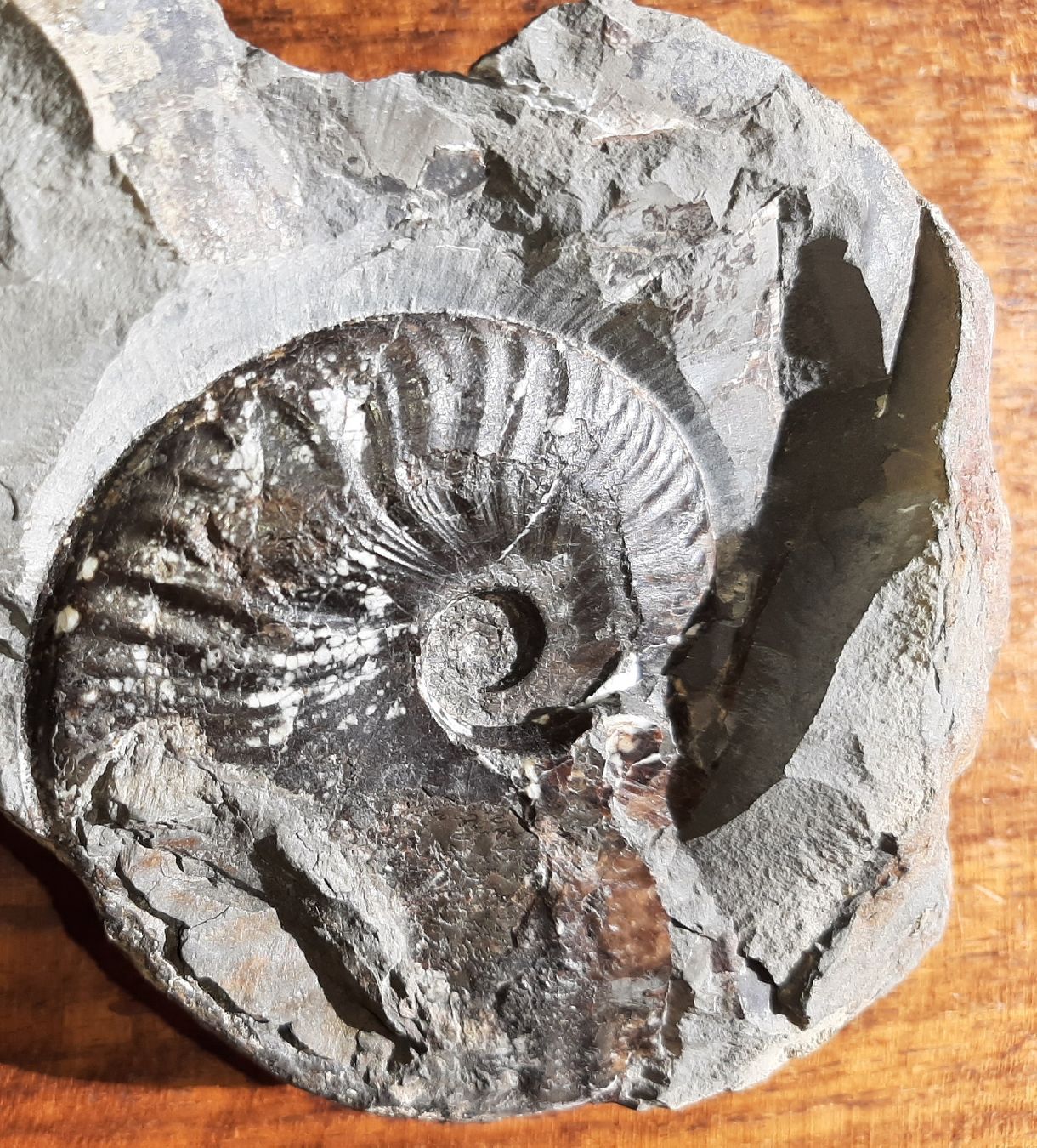 Fossili: Ammonit aus England – Usato da Rickenbach BL venduto da Oktober68 5