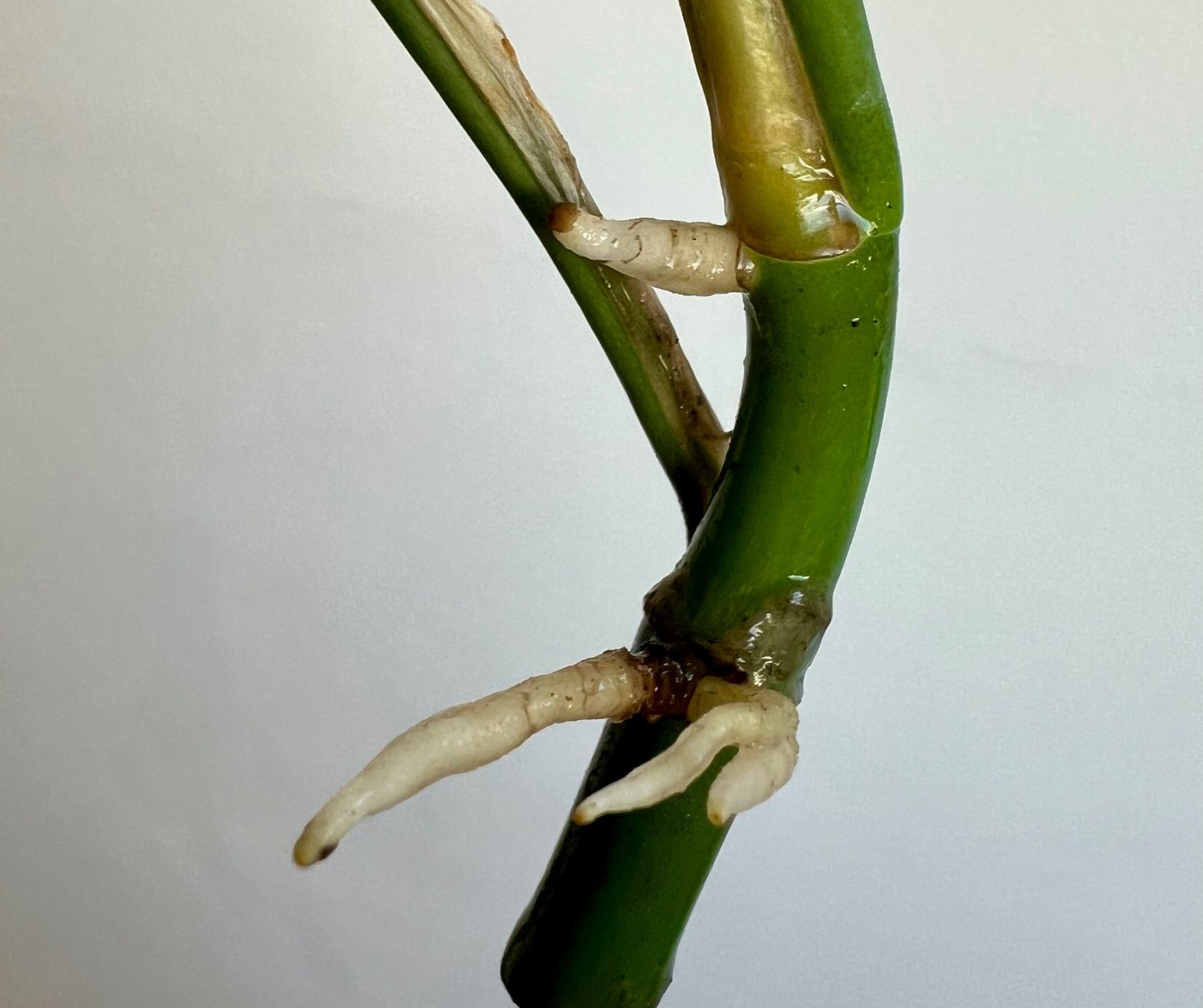 Piante & sementi: Monstera minima Kopfsteckling😍 – Usato da Glattpark(Opfikon) venduto da ste_n99y 6
