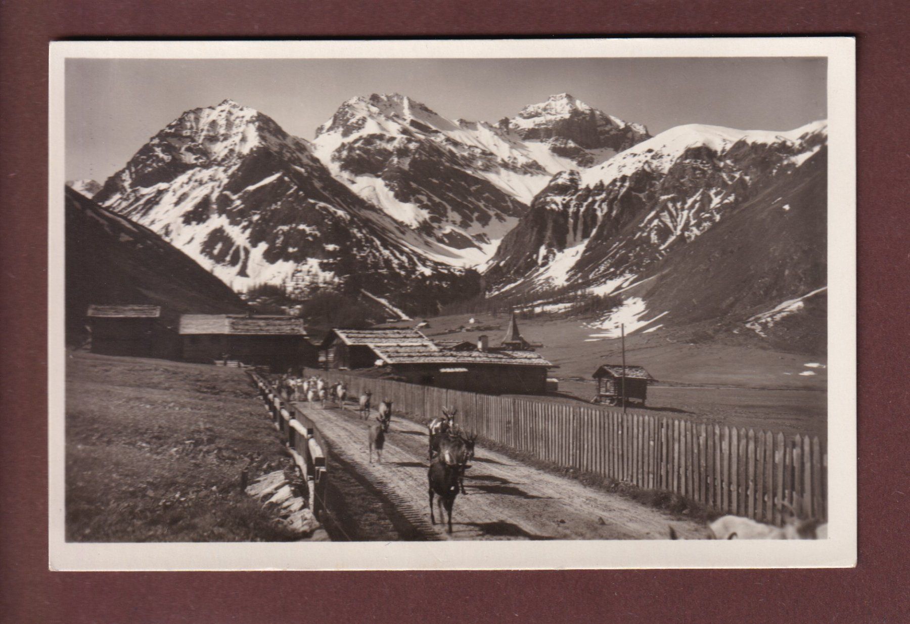 Cartes postales: DAVOS-SERTIG - Ziegen – D'occasion à Pully par nicecards