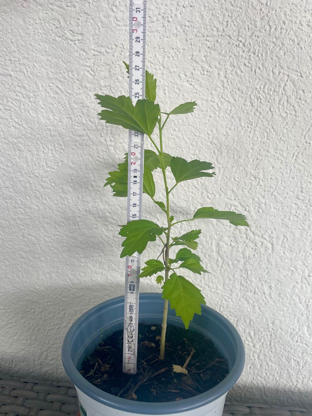 Piante & sementi: HIBISKUS - STRAUCH-EIBISCH - EIBISCH WEISS OD. LILA CA 30 CM – Nuovo (secondo la descrizione) da Buchs AG venduto da fischli610 8