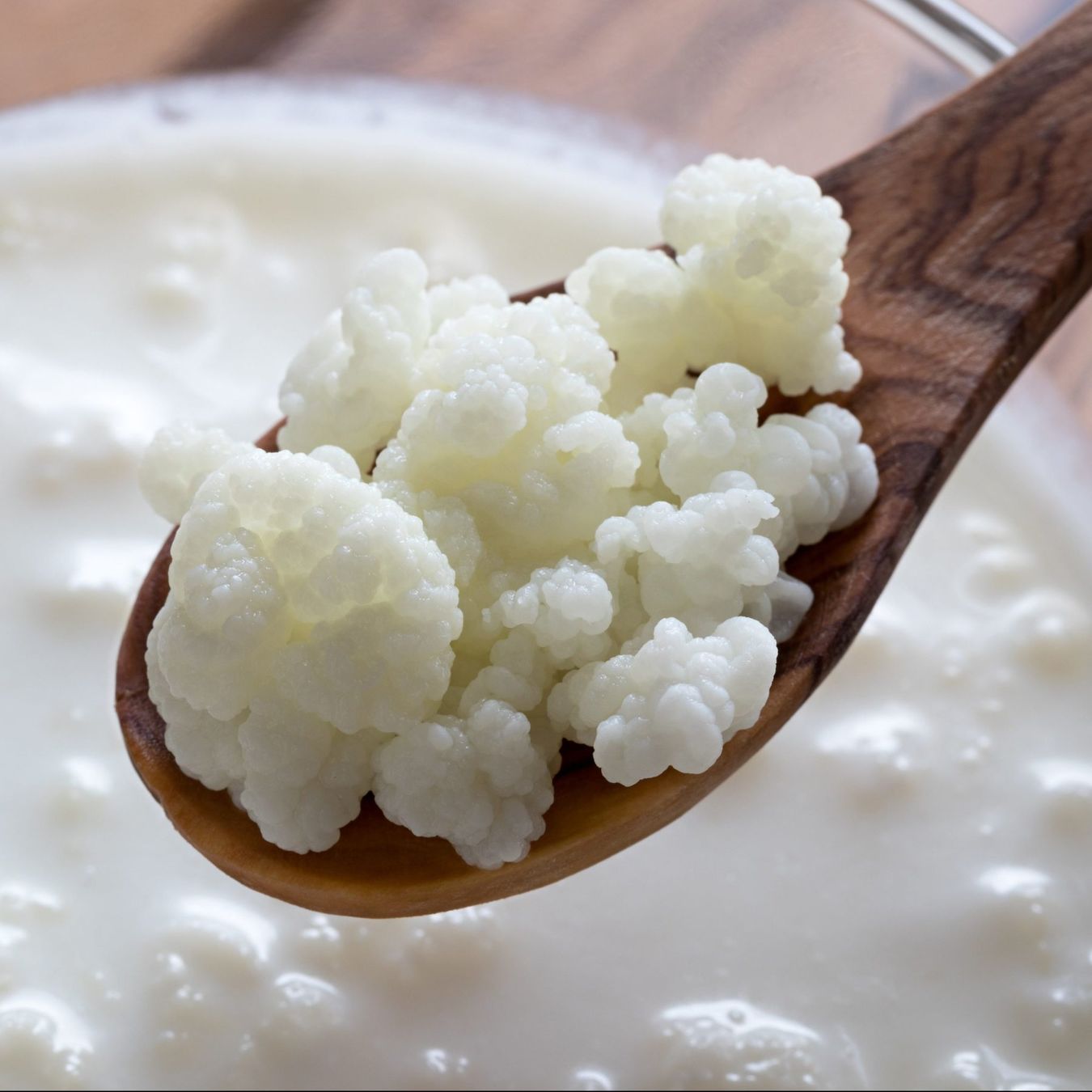 Cibi & Specialità: Milchkefir - Knollen BIO – Nuovo (secondo la descrizione) da Winterthur venduto da Aniger 1